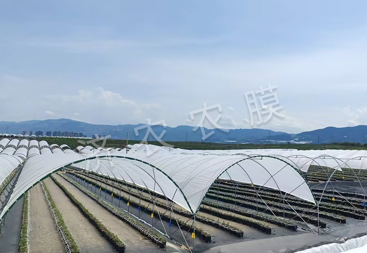 大同蓝莓大棚膜报价