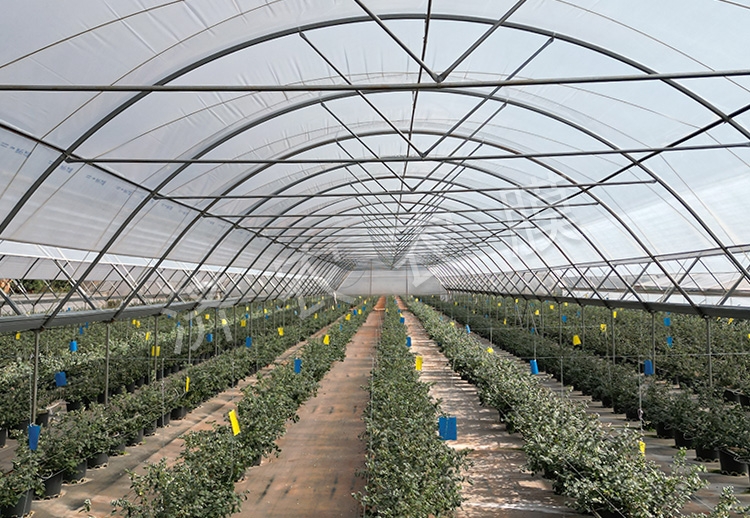 大同蓝莓大棚膜公司