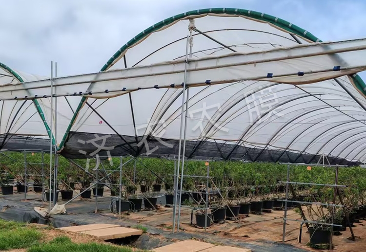 大同蓝莓大棚膜批发