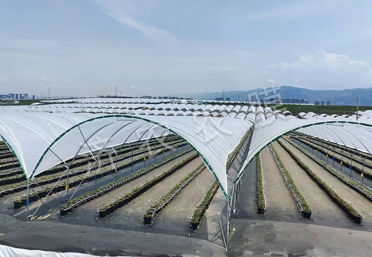 大同蓝莓大棚膜厂家