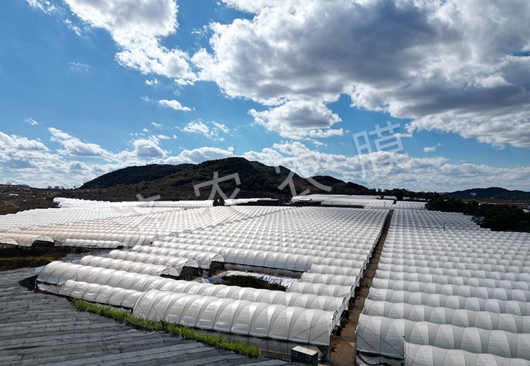 大同蓝莓大棚膜价格